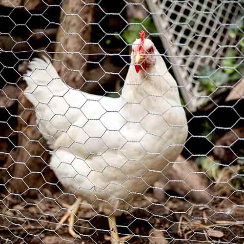Chicken Wire Hexagonal Wire Netting Woven with Galvanized Steel Wire for Chicken House Farm Ranch House
